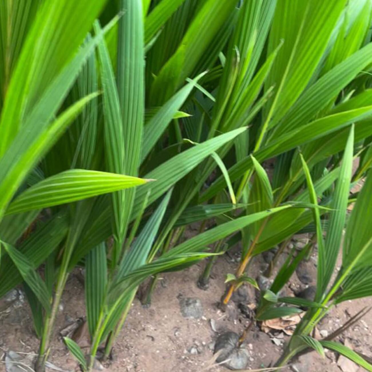 Malaysian-dwarf-coconut-1300x1300